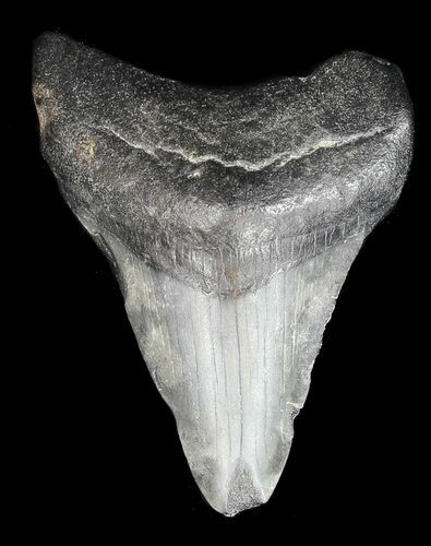 Bargain, Juvenile Megalodon Tooth - Georgia #43042